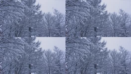 雪花飘落在树上的慢镜头是美丽的冬季景色高清在线视频素材下载