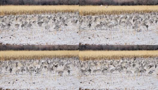 冬季的沙丘鹤:博斯克德尔阿帕奇国家野生动物保护区:新墨西哥州高清在线视频素材下载