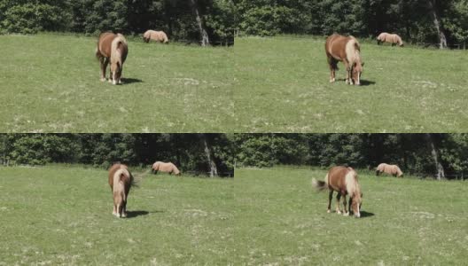 小金黄色的马吃绿色的草在一天在一个绿色的草地，在背景另一匹马在一个树叶茂密的森林前面，没有人，视频规格:Prores 422 HQ, 4K UHD, 29.97帧高清在线视频素材下载