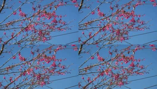 粉红色叶子树在台湾HD 43高清在线视频素材下载
