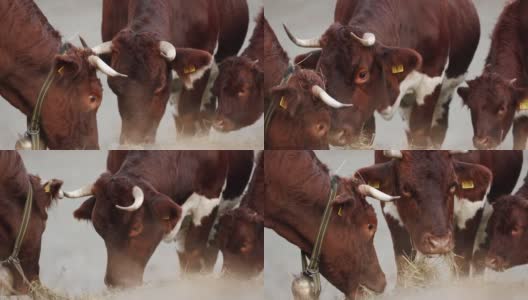 一群牛站在一个寒冷的早晨吃干草的特写高清在线视频素材下载