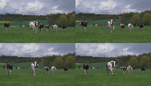 春天草地上的荷尔斯泰因奶牛高清在线视频素材下载