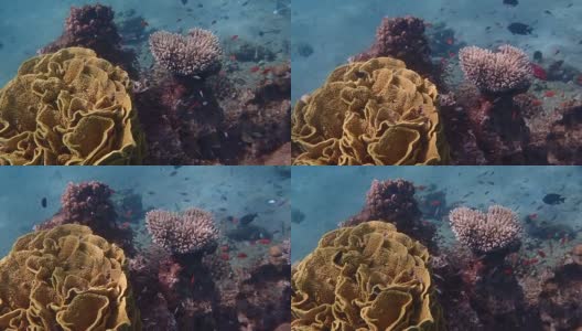 珊瑚礁的生命，海洋生态系统生物多样性的概念高清在线视频素材下载
