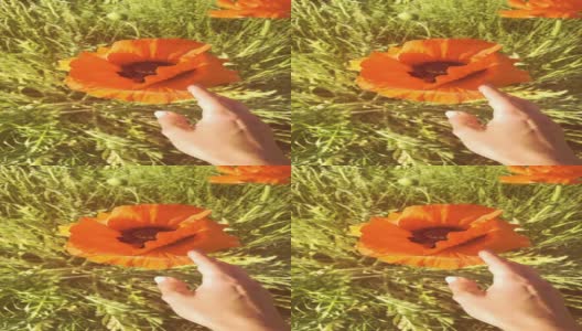 一个女人的手穿过田野里夏天的花朵，慢动作高清在线视频素材下载