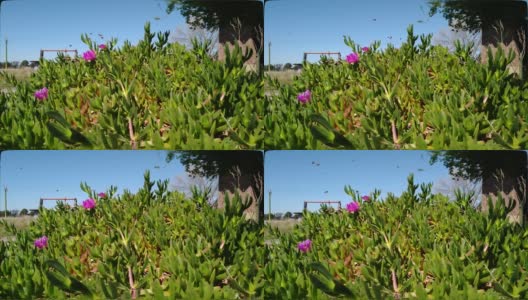 春天:蜜蜂在多肉植物五彩缤纷的花朵上飞舞高清在线视频素材下载