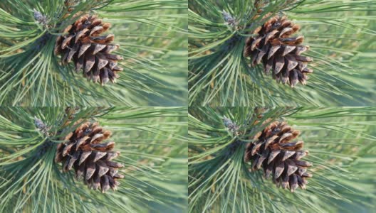 绿色松枝上的棕色球果。森林中一根冷杉树枝的特写镜头。高清在线视频素材下载