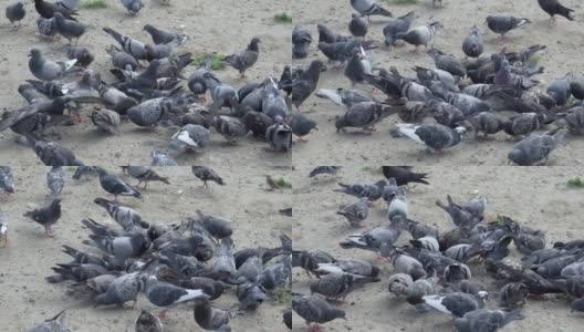 鸽子鸟成群觅食。许多野生鸟类动物吃食物。有选择性的重点高清在线视频素材下载