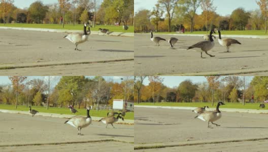 加拿大鹅在多伦多公园的路边进食高清在线视频素材下载