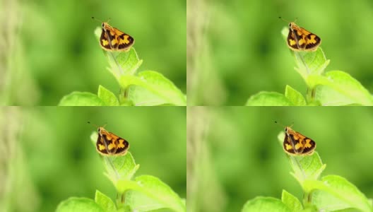 一只黄色的蝴蝶栖息在一片绿叶的顶部高清在线视频素材下载