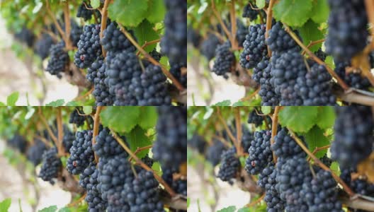 葡萄园红酒葡萄在葡萄树上在酿酒厂。高清在线视频素材下载