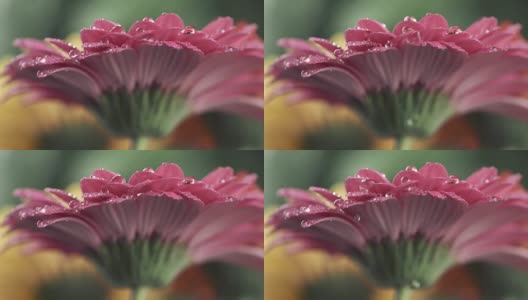 带露珠的粉红菊菊菊。浅景深。慢动作镜头高清在线视频素材下载