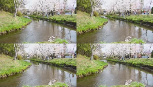 樱花和宁静的河在大野Hakkai，慢镜头高清在线视频素材下载