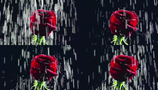 玫瑰在雨中高清在线视频素材下载