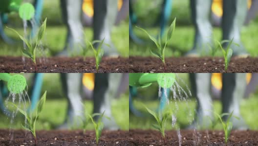给花园里的植物浇水的园丁高清在线视频素材下载