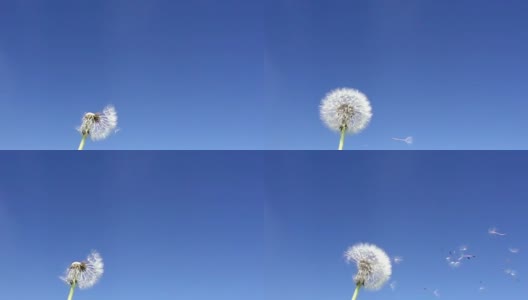 在蓝天的背景下，风吹散着白色蒲公英的种子，慢镜头高清在线视频素材下载