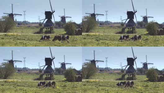 荷兰的风车和在绿色草地上吃草的奶牛。高清在线视频素材下载