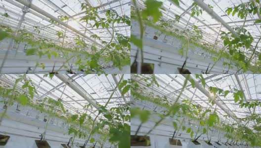 工业温室，植物叶片特写高清在线视频素材下载
