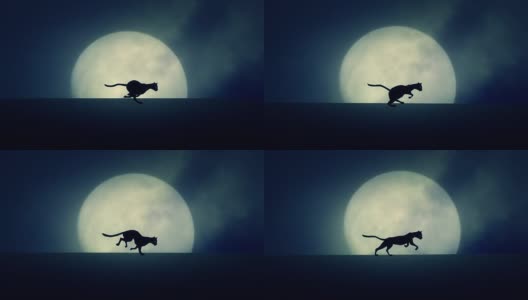 猫在升起的满月背景上奔跑高清在线视频素材下载