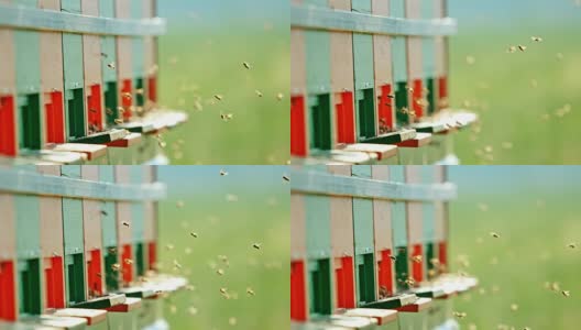 蜜蜂绕着蜂巢的入口飞行高清在线视频素材下载