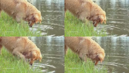 金毛寻回犬在玩水高清在线视频素材下载