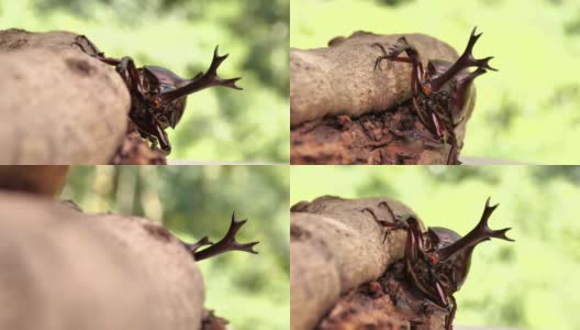 日本犀牛甲虫。高清在线视频素材下载
