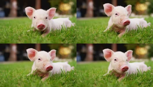 一只小狗猪在一个农场的花园，一个农民带来了一个健康，有机，使它茁壮成长与正确和天然的食物。高清在线视频素材下载