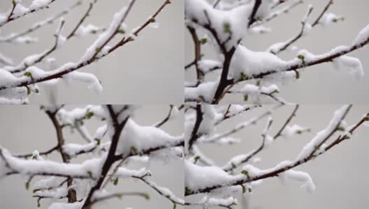 雪在树上的电影镜头与蓓蕾和鲜花盛开的树枝:春天的雪落在树上高清在线视频素材下载
