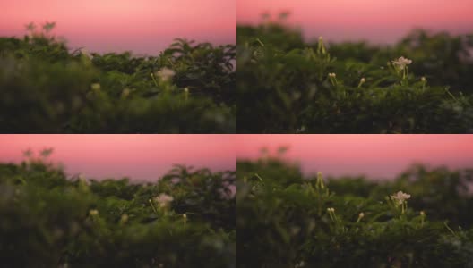 近距离的花在日落时聚焦背景和前景高清在线视频素材下载