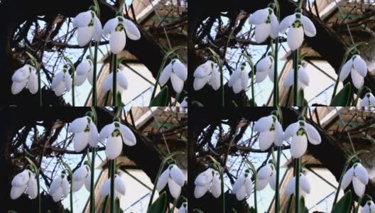 小白的春天花雪花莲或普通雪花莲(雪花莲)是春天的象征。高清在线视频素材下载