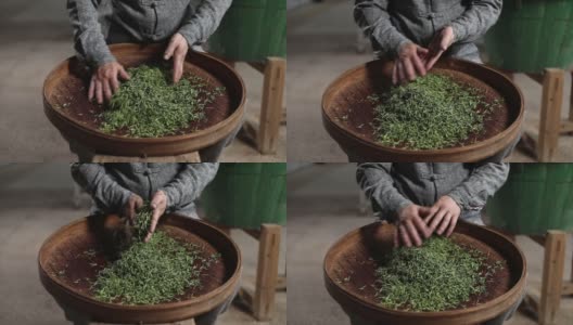 传统炒茶，中国绿茶泡制高清在线视频素材下载