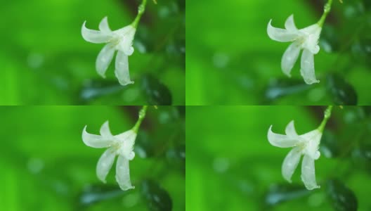 白色的花在雨的气氛中高清在线视频素材下载