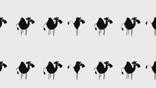 有趣的骆驼走高清在线视频素材下载