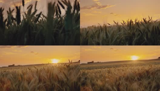 SLO MO美丽的金色麦田在乡村的中央在日落高清在线视频素材下载