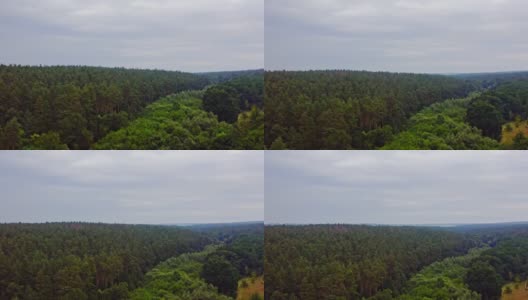 常青树鸟瞰图。无人机森林树木的视图高清在线视频素材下载