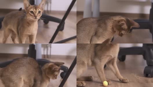 小阿比西尼亚猫在室内玩球高清在线视频素材下载