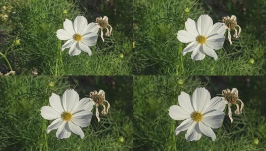 近距离观察花园中的白色宇宙花(Cosmos Bipinnatus)高清在线视频素材下载