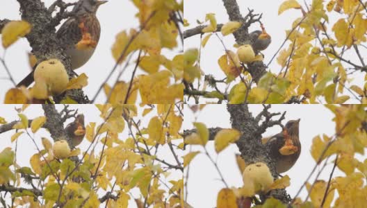 白俄罗斯，秋天吃苹果高清在线视频素材下载