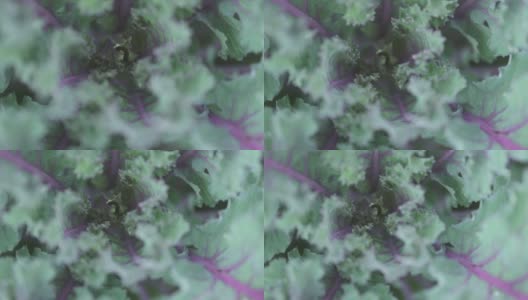 特写中央视图的装饰卷心菜紫色绿色的花叶子旋转缩放高清在线视频素材下载