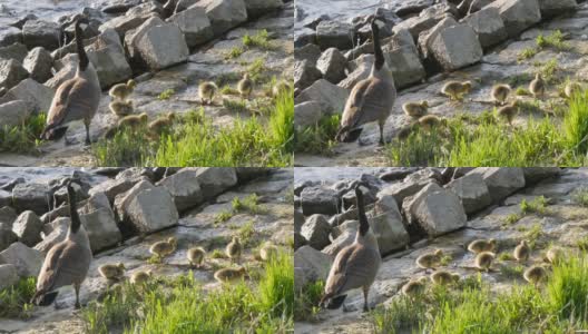 加拿大鹅和它们的小鸭子在河堤的岩石上散步和吃草高清在线视频素材下载
