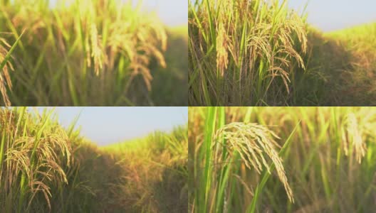 农田水稻收获高清在线视频素材下载