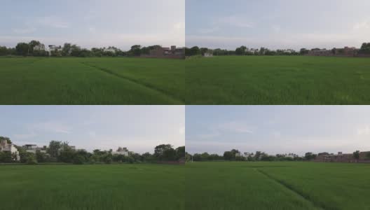 航拍前进的绿色稻田，印度农村高清在线视频素材下载