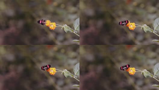 红色邮差蝴蝶，太阳花，传粉的黄花高清在线视频素材下载