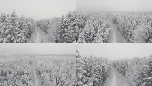 白雪覆盖的森林在下午与雾射在圣诞宝座上高清在线视频素材下载