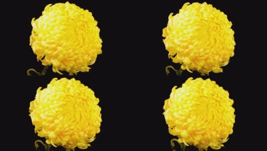 美丽的黄菊花开了高清在线视频素材下载