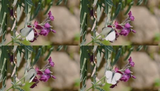 洁白的蝴蝶飞过春天的紫罗兰花，大自然的昆虫动物野生高清在线视频素材下载