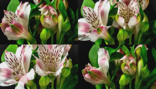 Alstroemeria，通常被称为秘鲁百合或印加百合，在4K延时电影中以黑色为背景绽放。蔷薇在流逝中生长。高清在线视频素材下载