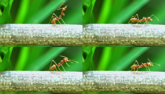 树枝上的红蚁群高清在线视频素材下载