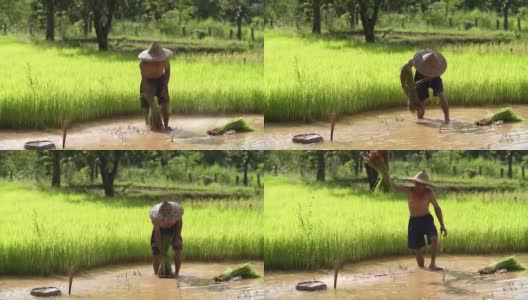 农民在雨季种植水稻。他被水和泥浸透，准备播种。高清在线视频素材下载