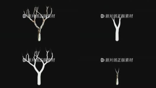死亡桦树+ Alpha高清在线视频素材下载