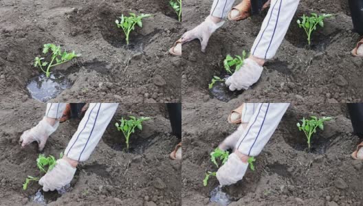 一位妇女正在花园里种西红柿幼苗，给它们浇水，并在地里挖土高清在线视频素材下载